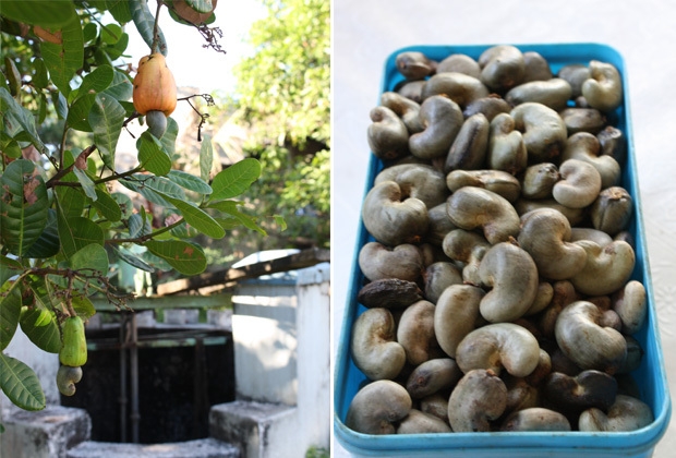 A cashew plant in the backyard & unshelled cashews (R). Photos: Tara Deshpande Tennebaum